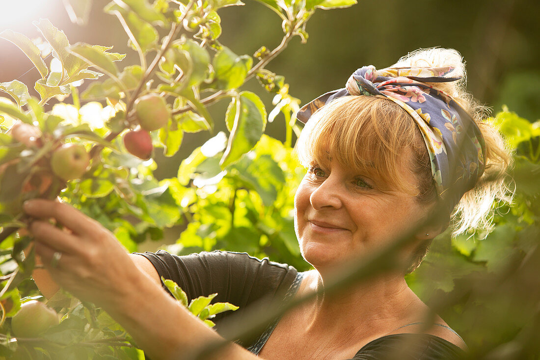 Happy woman harvesting apples in sunny orchard