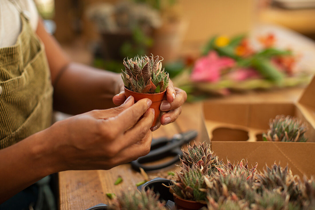 Woman holding tiny succulent plant in a shop