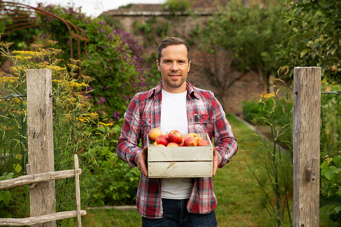 Proud man with crate of harvested apples in garden