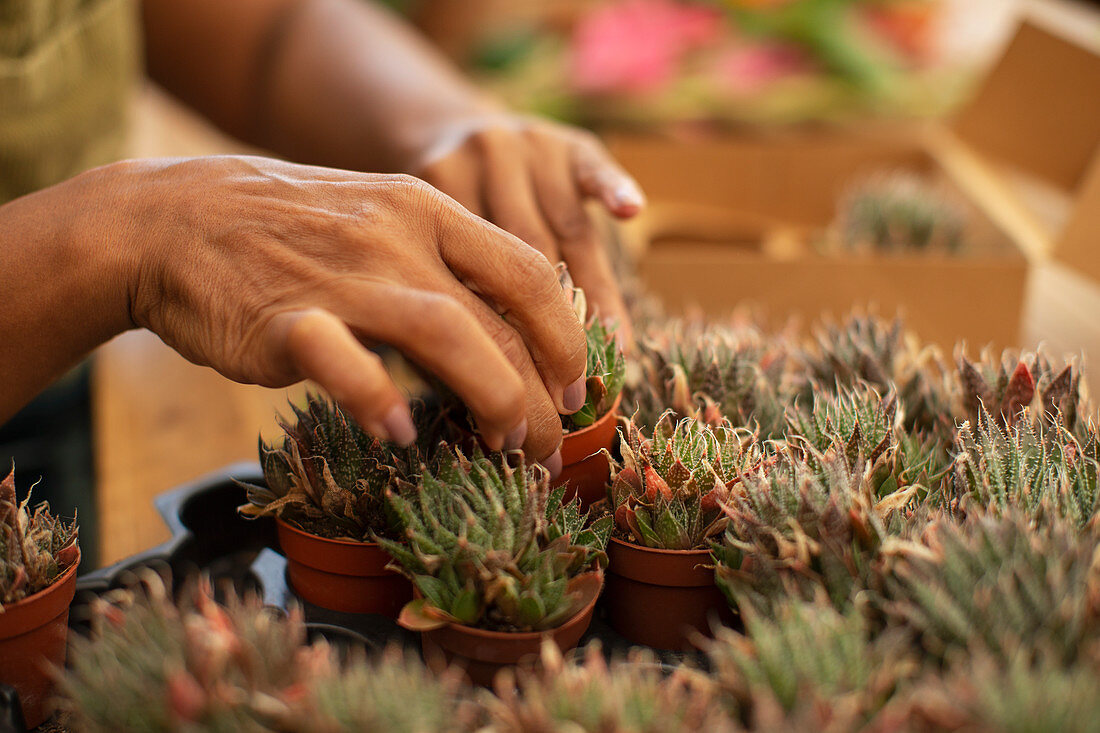 Plant nursery worker arranging tiny succulent plants
