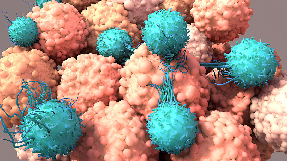 T-cells binding to cancer cells, illustration