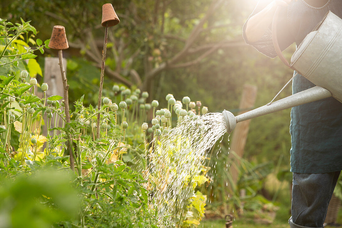 Man watering vegetable plants in sunny summer garden