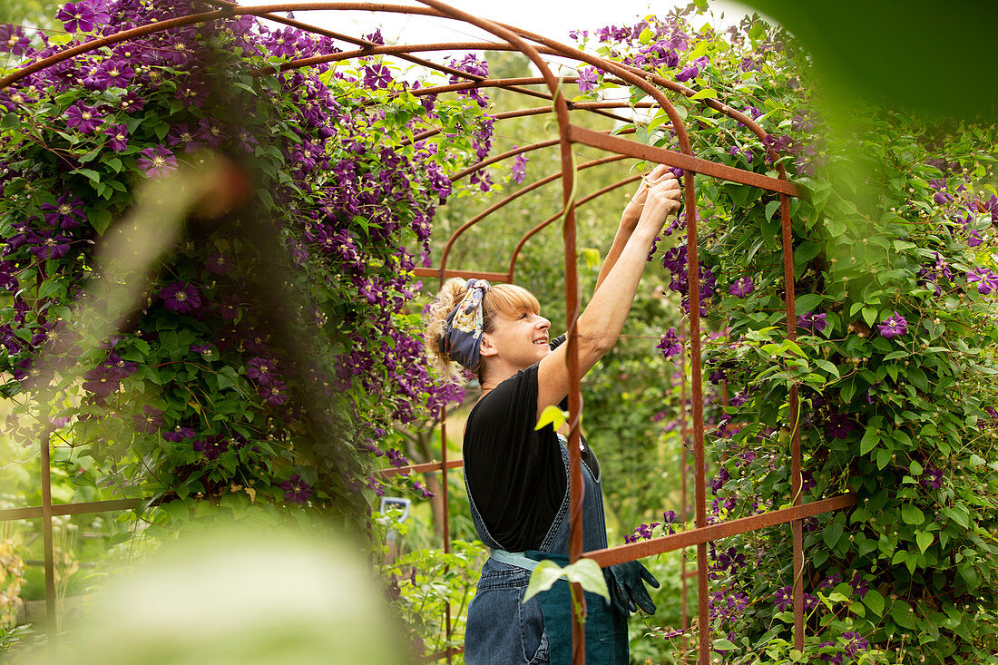 Woman pruning purple clematis flowers on trellis in summer garden