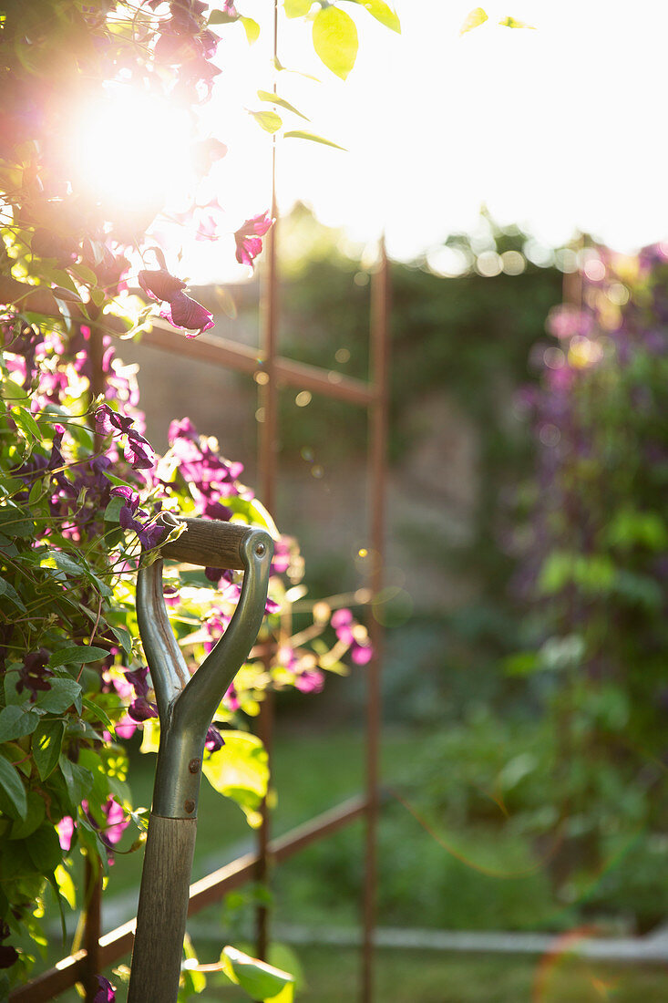 Shovel next to purple clematis flowers in sunny garden