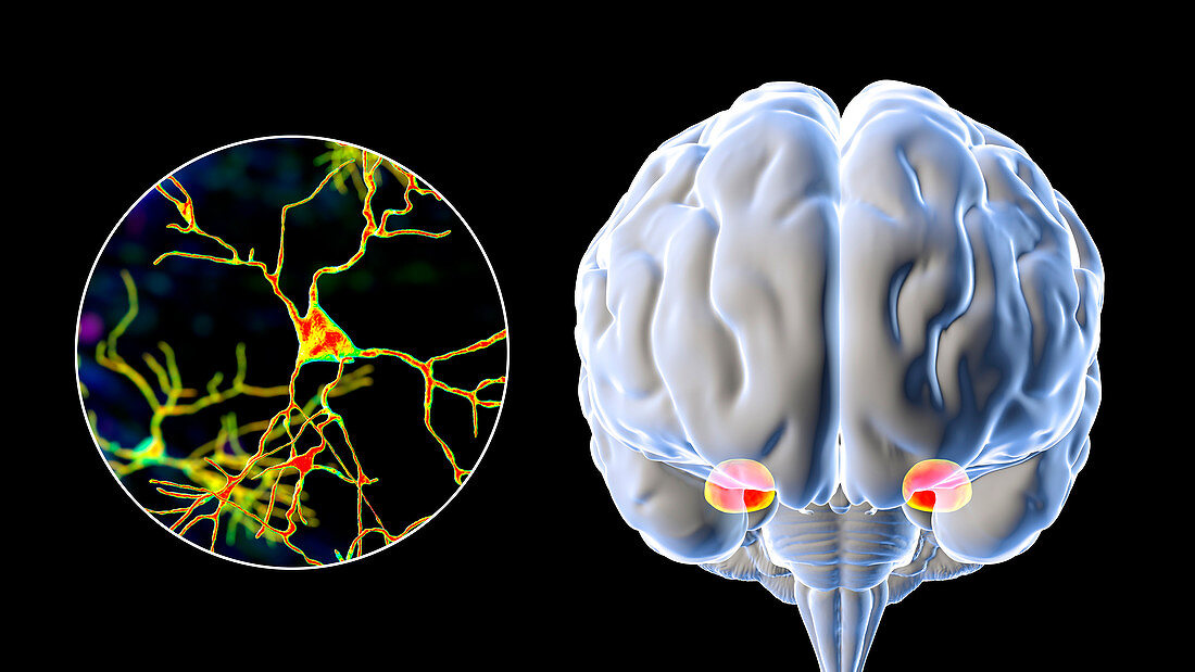 Amygdala and neurons in the brain, illustration