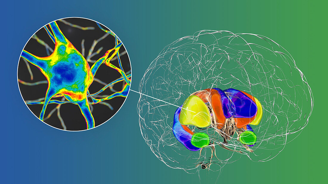 Dorsal striatum and neurons in the brain, illustration