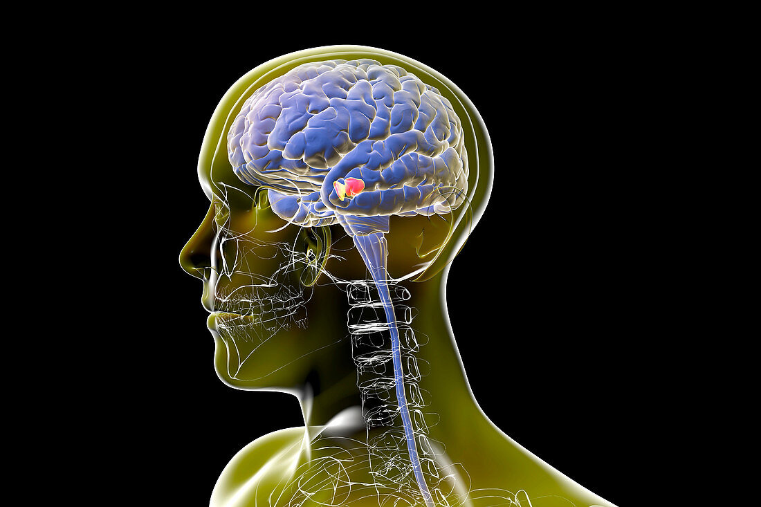 Substantia nigra in the human brain, illustration
