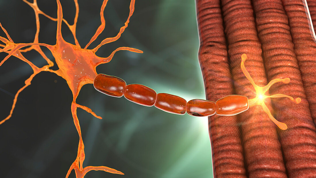 Motor neuron connecting to a muscle fibre, illustration