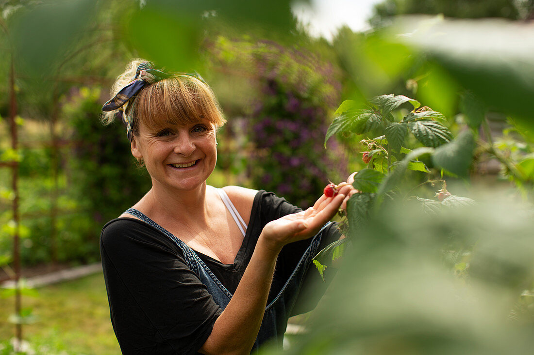 Smiling woman harvesting raspberries in sunny garden
