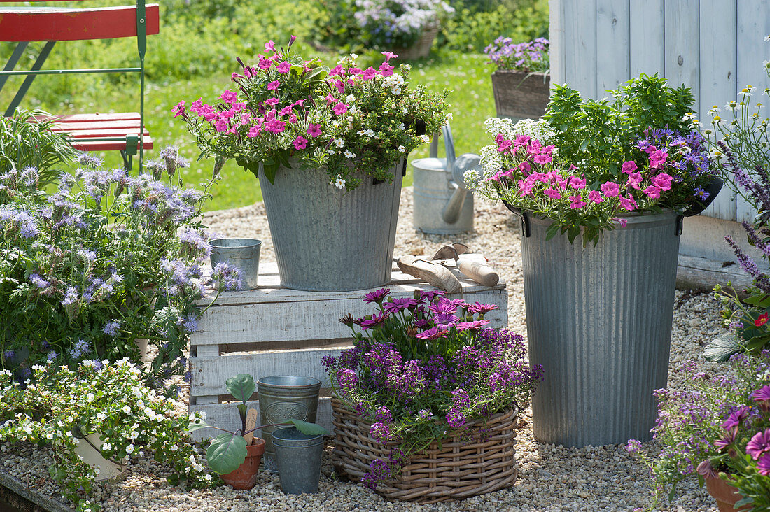 Container garden arrangement with Petunia Mini Vista 'Hot Pink', African Daisies Summersmile 'Magenta', Fragrant Stonewort 'Princess in Purple' 'Snow White', bacopa, and blue Felicia 'Forever Blue