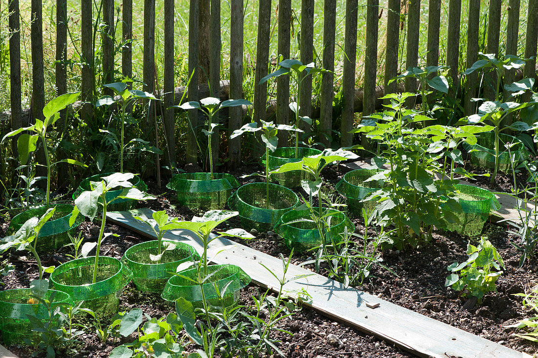 Sunflower seedlings with snail protection ring