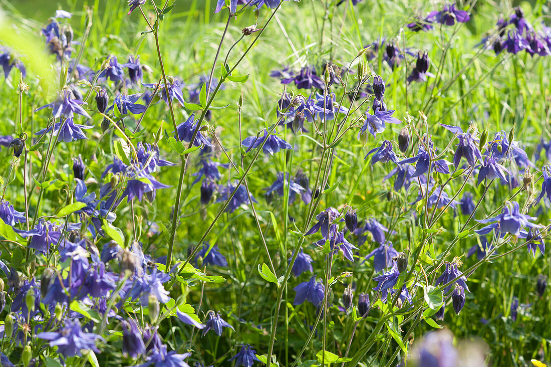 Blue columbine in a flowerbed