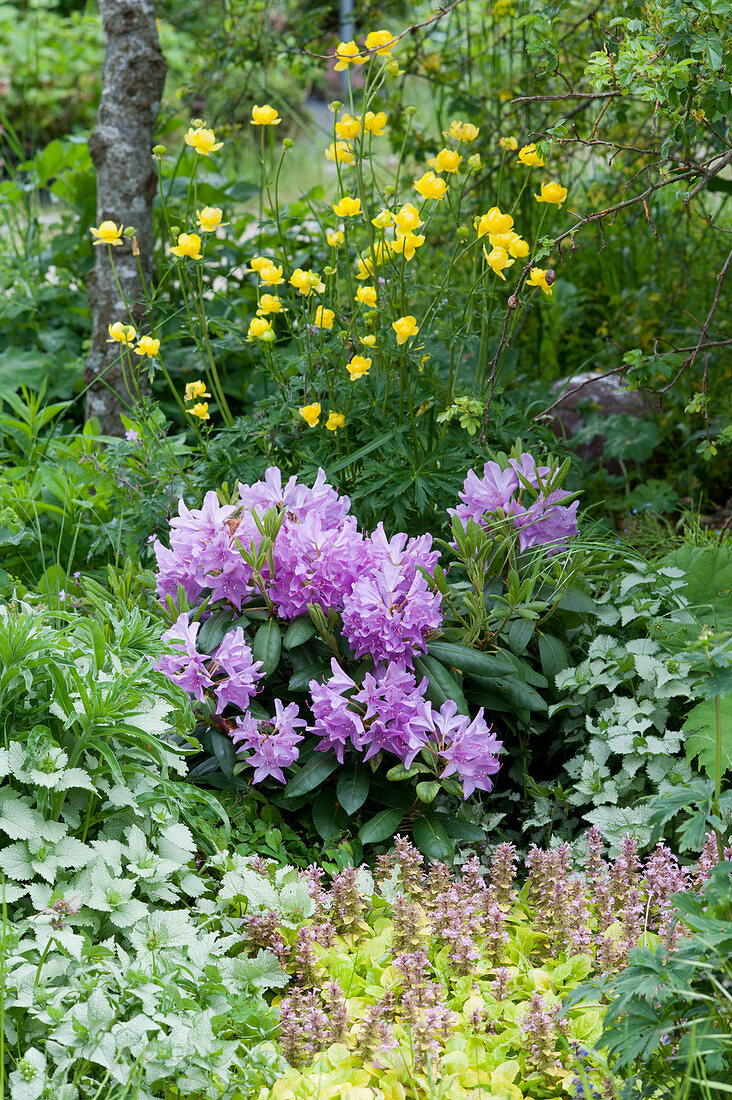 Rhododendron 'Catawbiense Grandiflorum', globeflower, deadnettle and bugle 'Gold Chang' at the end of May