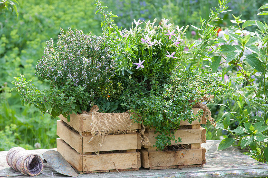 Ball thyme, star flower 'Patti's Pink', lemon thyme, oregano and tarragon in wooden crates