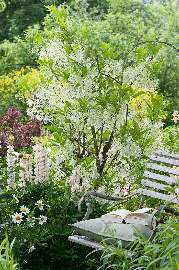 Seat next to bed of white fringetree, lupines and ox-eye daisies