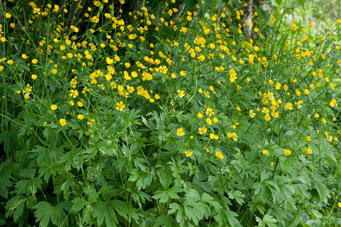 Yellow flowering buttercup in early summer