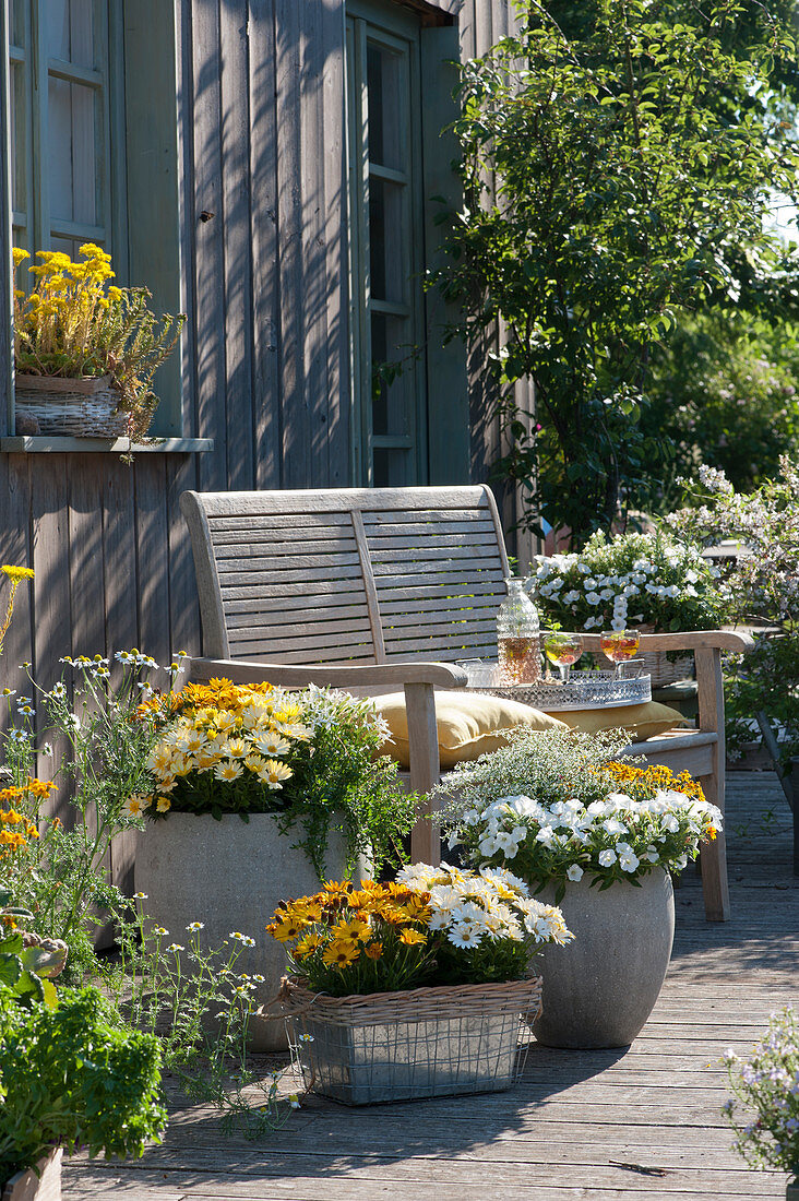 White and yellow summer terrace with African daisies 'Light Yellow' 'Orange' 'Cream', Petunia Mini Vista 'White', graceful spurge 'Diamond Ice', Two-tooth 'Tiger Bee', Starflower and Savory, Basket with flowering Jenny's Stonecrop at the window