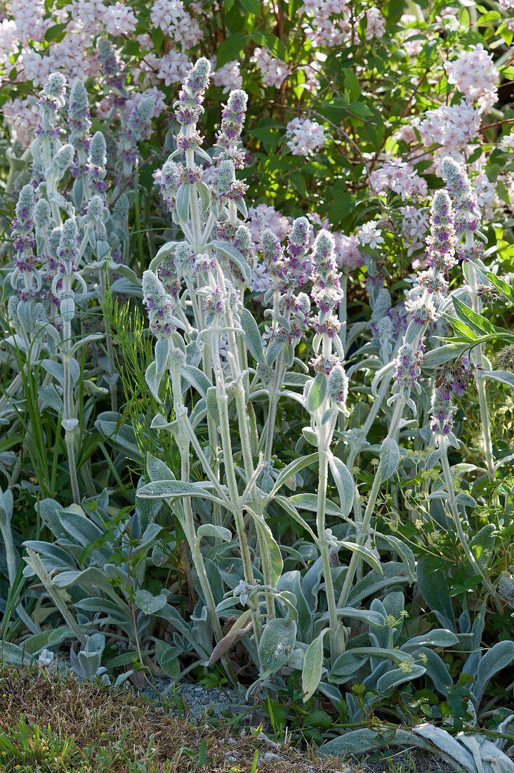 Flowering lamb’s ear in front of deutzia