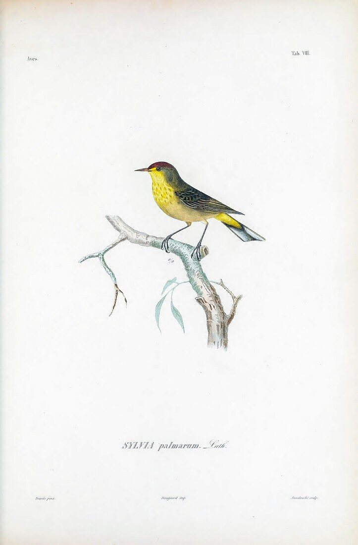 Palm warbler, illustration