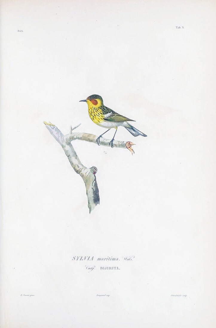 Warbler, illustration