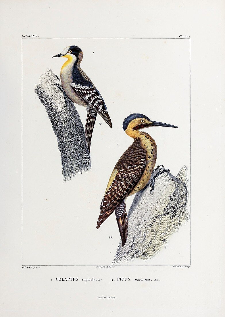 Woodpecker and Andean flicker, 19th century illustration