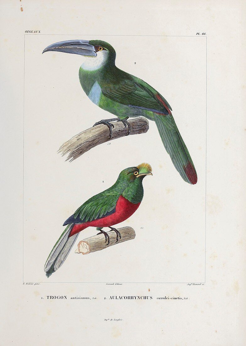 Toucan and toucanet, 19th century illustration