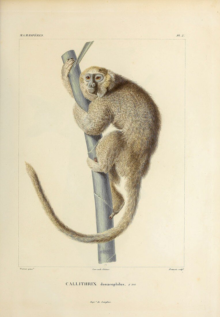 Squirrel monkey, 19th century illustration