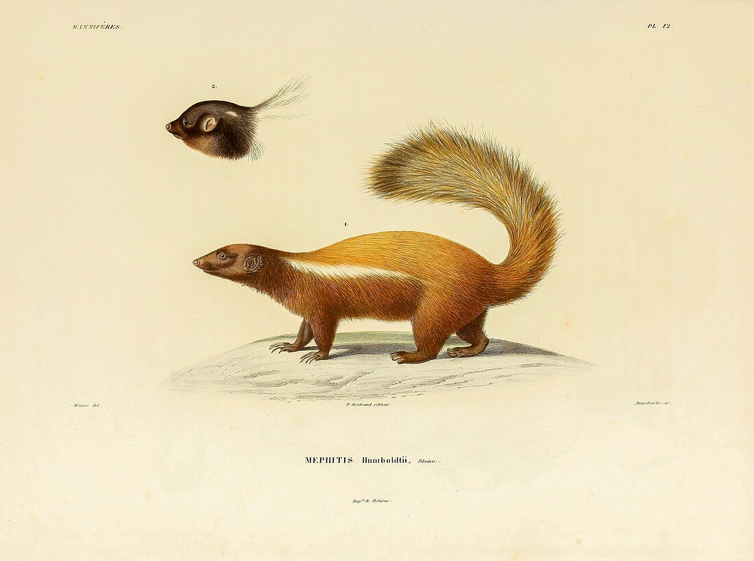 Humboldt's hog-nosed skunk, illustration