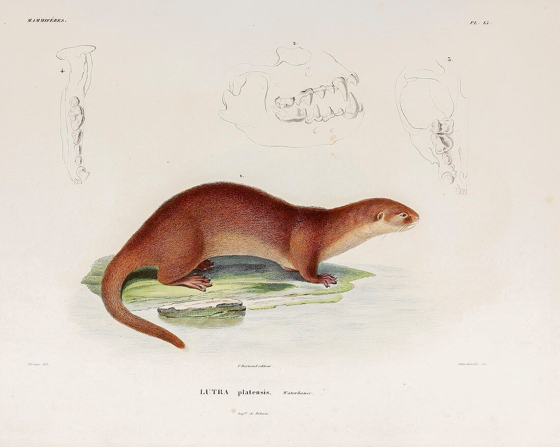 Neotropical river otter, illustration