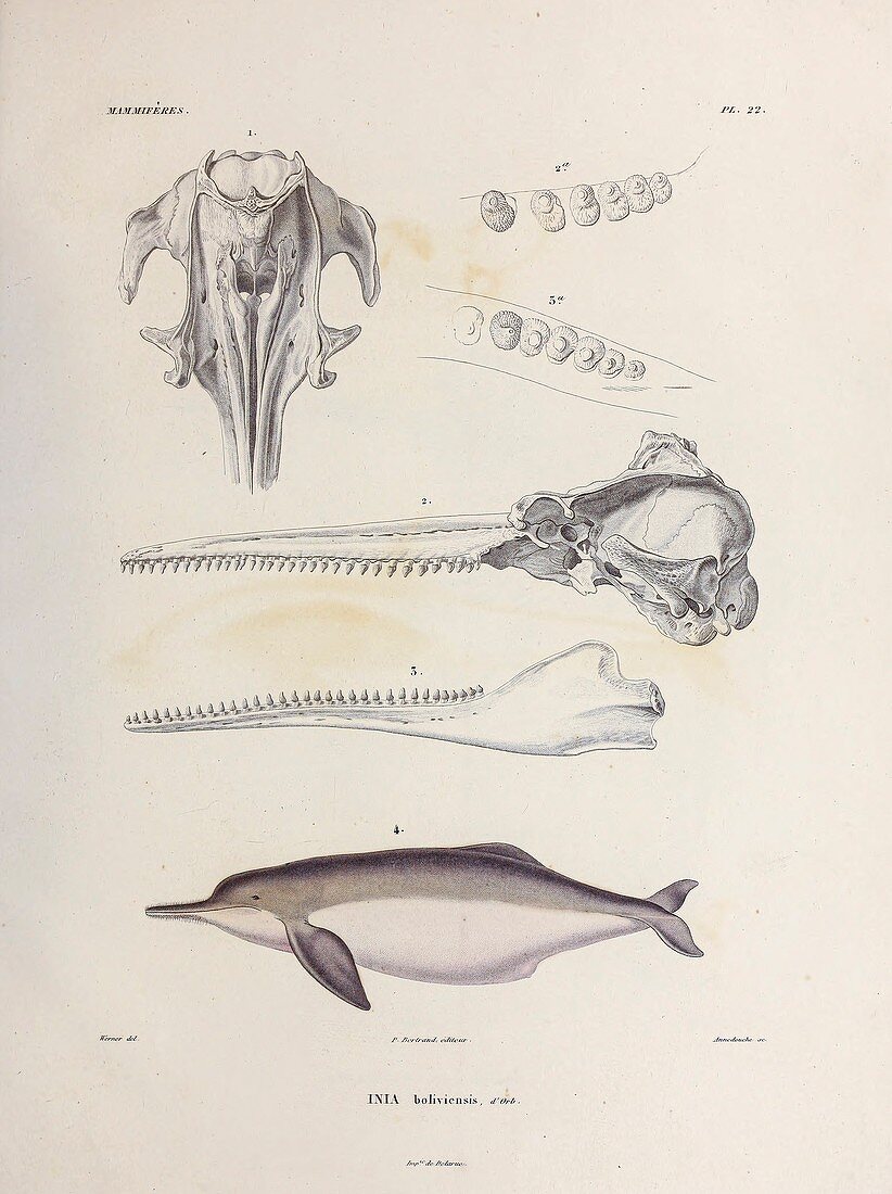 Bolivian river dolphin, illustration