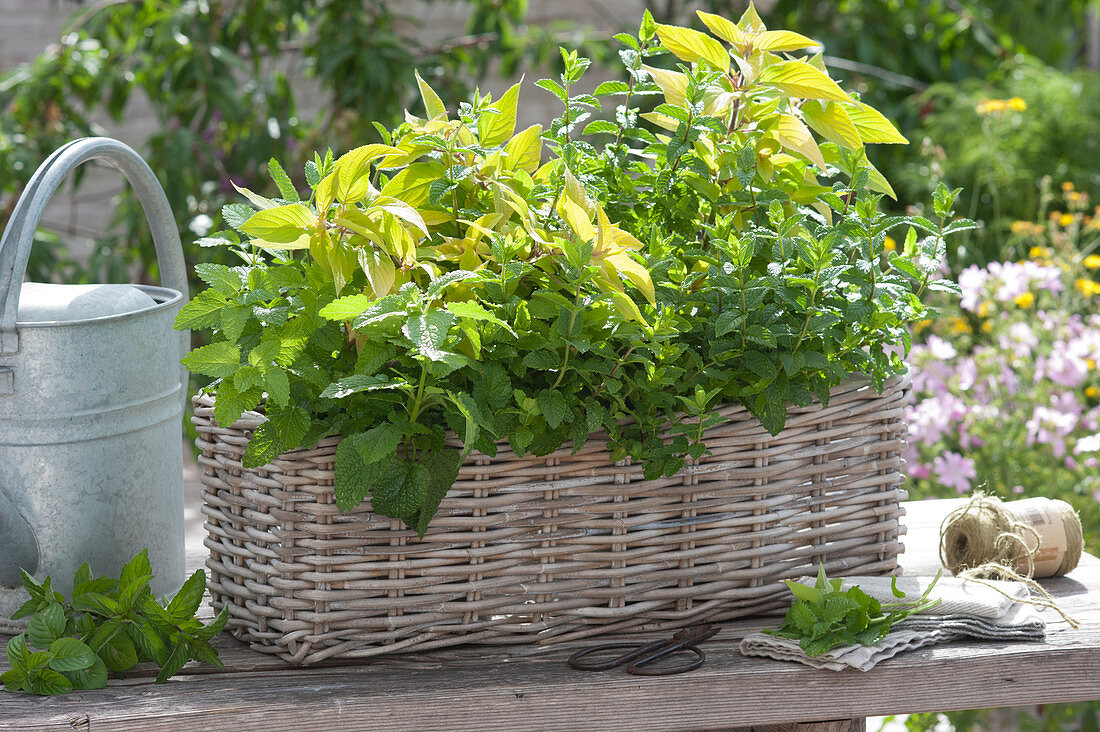 Tea herbs: KräuterLust™ TrioMio 'Golden Tea' in wicker planter