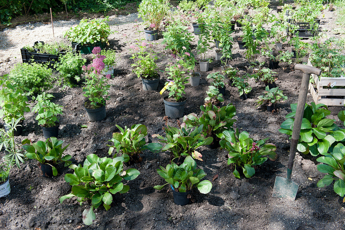 Create a bed of perennials and shrubs