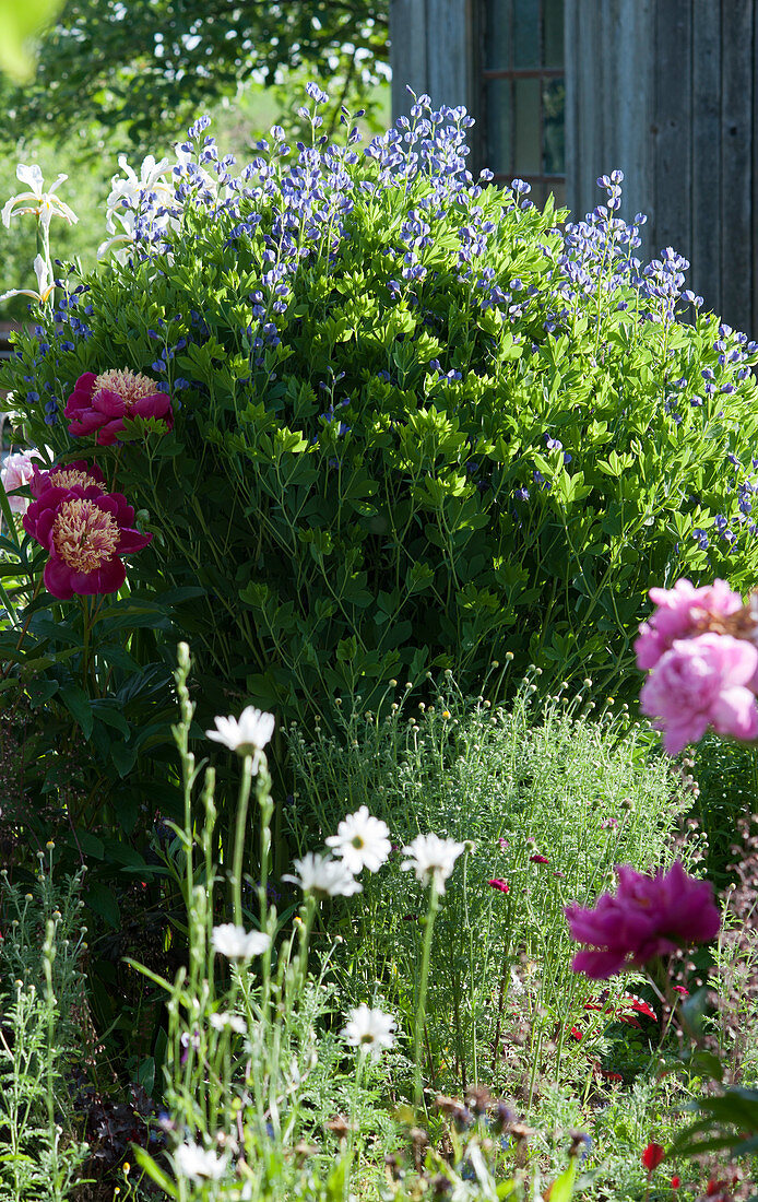 Frühsommerbeet mit Pfingstrose 'Sword Dance', Indigolupine und Färberkamille