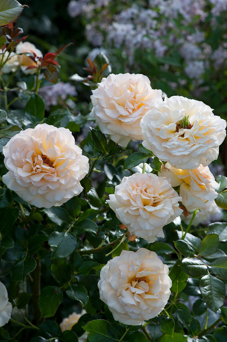 Polyantha rose 'Lions rose'