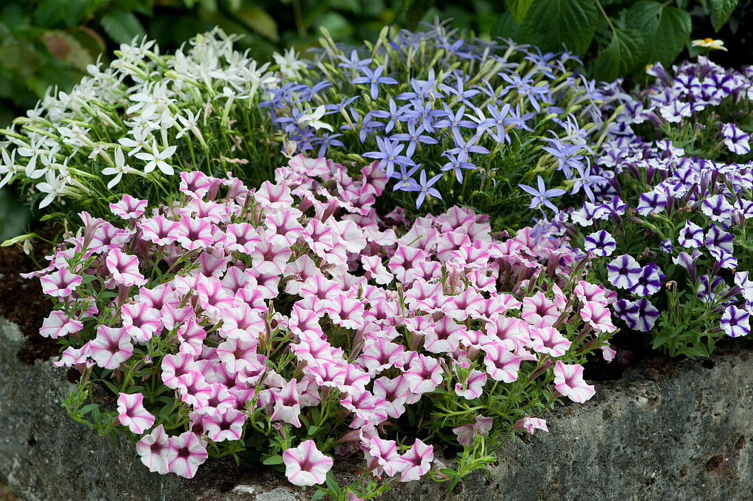 Stone trough planted with Petunia Mini Vista 'Pink star', 'Violet star' and rock isotome