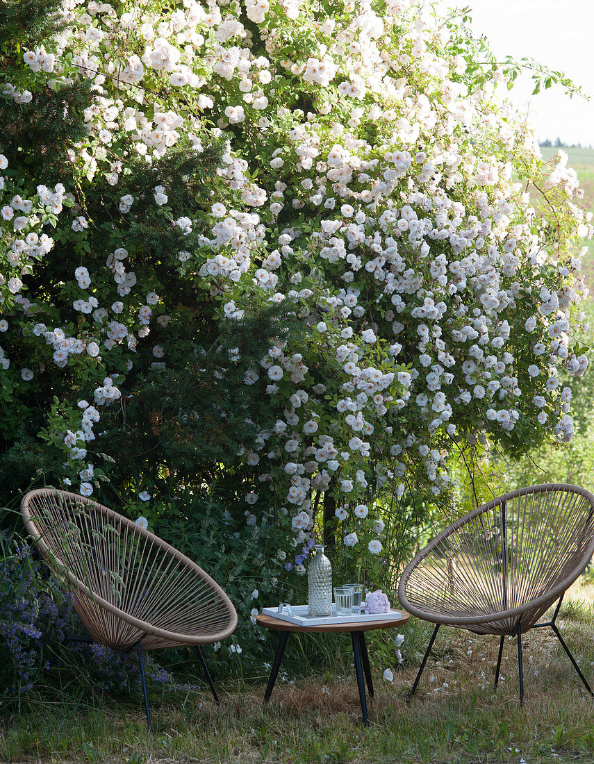 Seats and side table in front of flowering rambling rose 'Venusta Pendula'