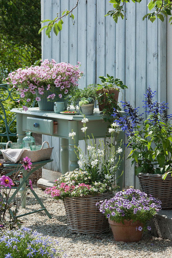 Arrangement with Petunias Mini Vista 'Pink Star' 'Violet Star', White gaura 'Nova', Verbena Vepita 'Carmine Kiss', water hyssop Everest 'Ice' and Ornamental Sage Rockin 'True Blue'