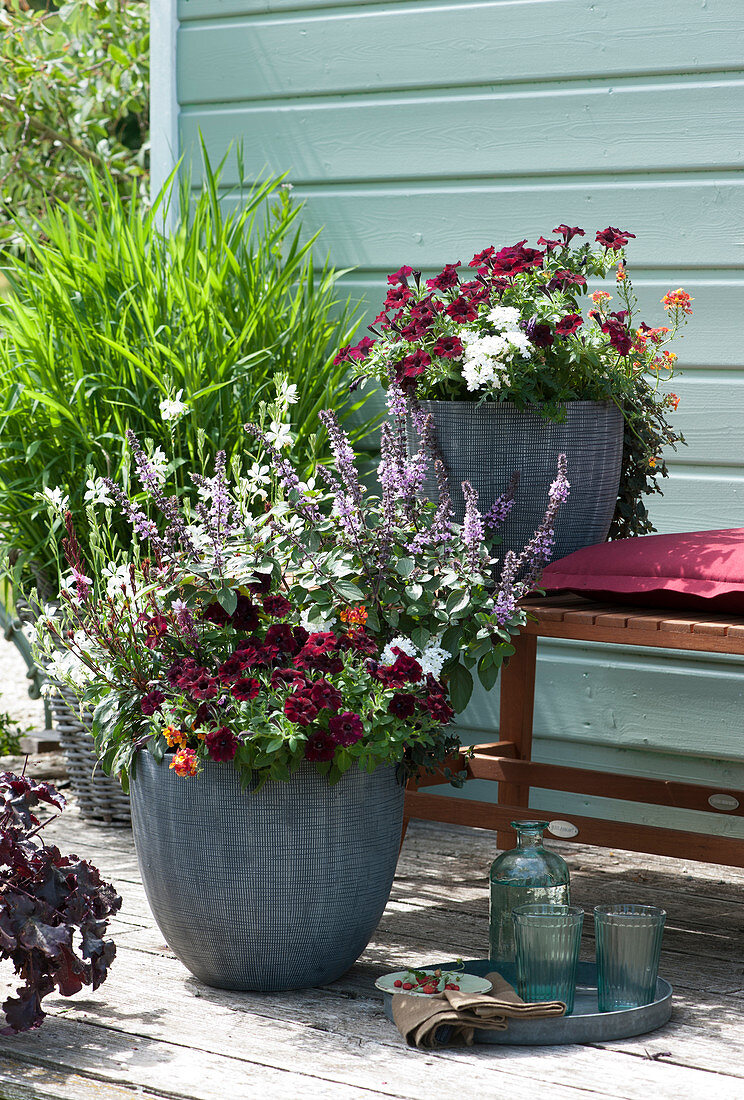 Arrangement mit Petunien Beautical 'Bordeaux', Strauchbasilikum 'Magic Blue', Prachtkerze, Verbene Vepita 'White', Elfenspiegel und Zotten-Raugras 'West Lake'