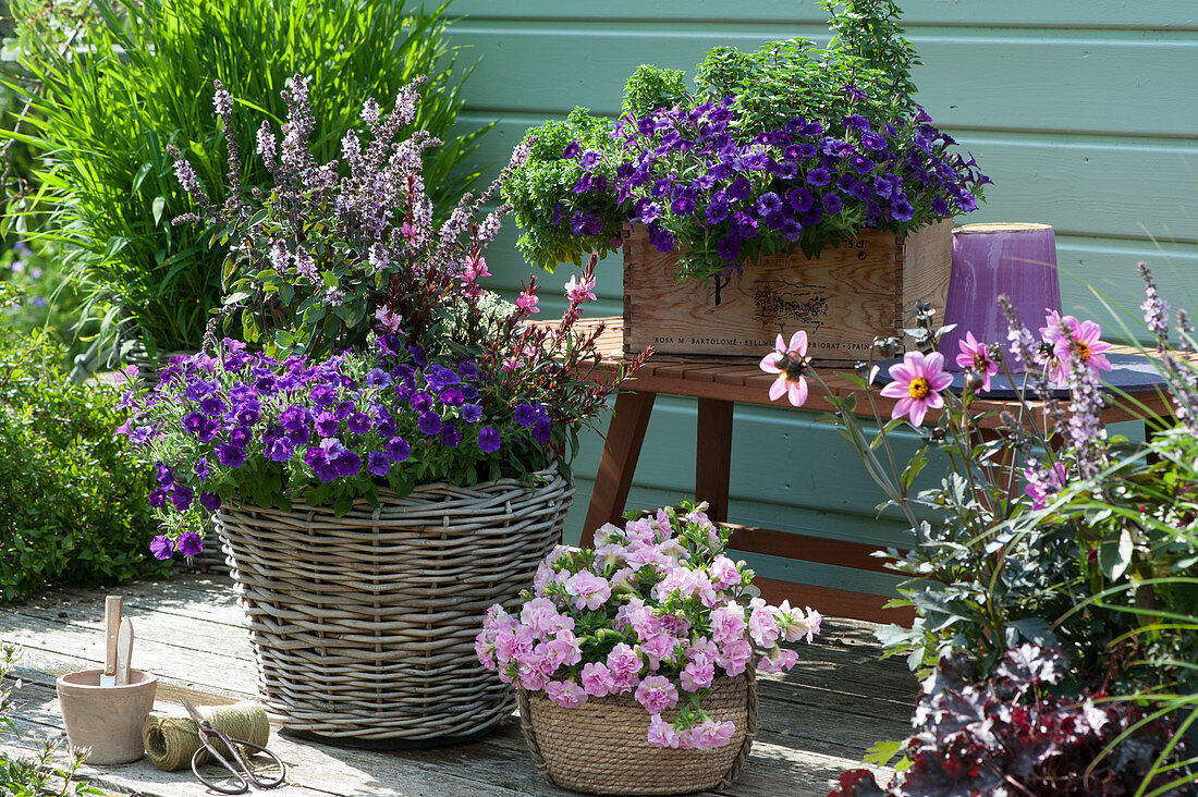 Arrangement mit Petunien Mini Vista 'Violet' 'Sugar Candy', Strauchbasilikum, Prachtkerze und Dahlie