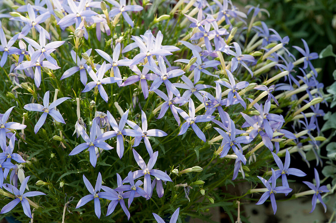 Star flower 'Starshine blue'