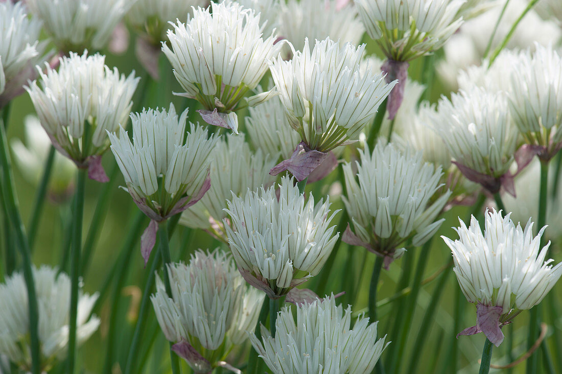 Chives 'Corsican white'