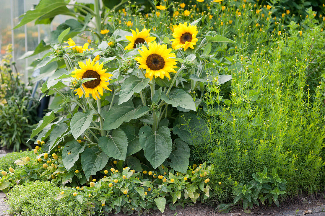 Yellow bed with sunflowers, calliopsis, paracress, mint and oregano