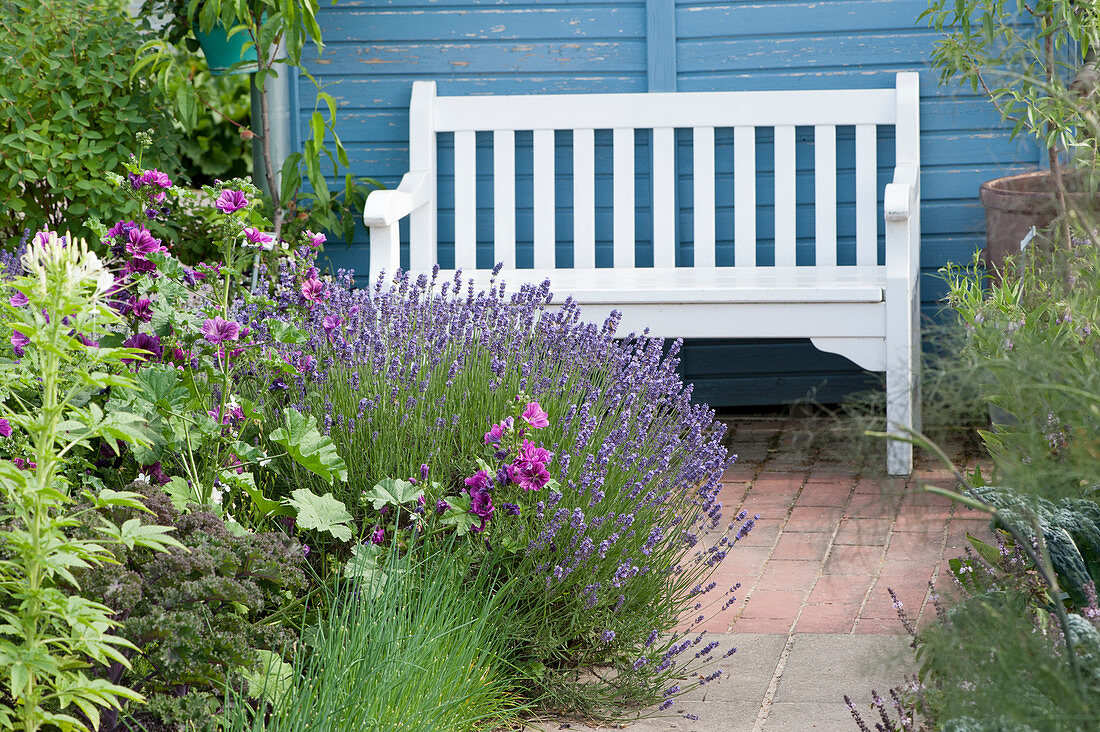 White garden bench next to flowerbed of lavender and dark mallow