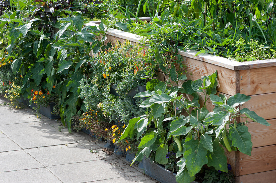 Vegetables, herbs and summer flowers growing in raised beds and pots