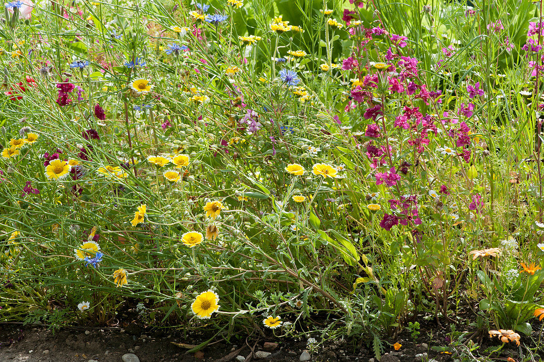Wildflower meadow of annual summer flowers for pollinators