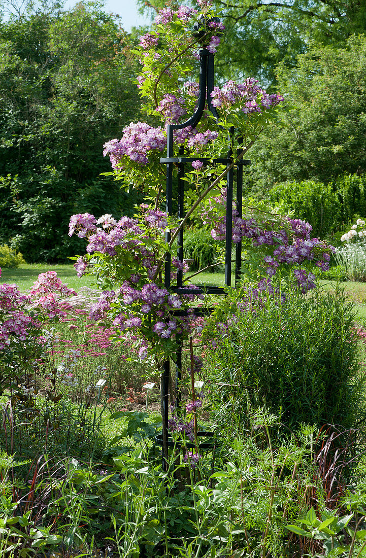 Rambling rose 'Veilchenblau' supported by an obelisk in a flowerbed