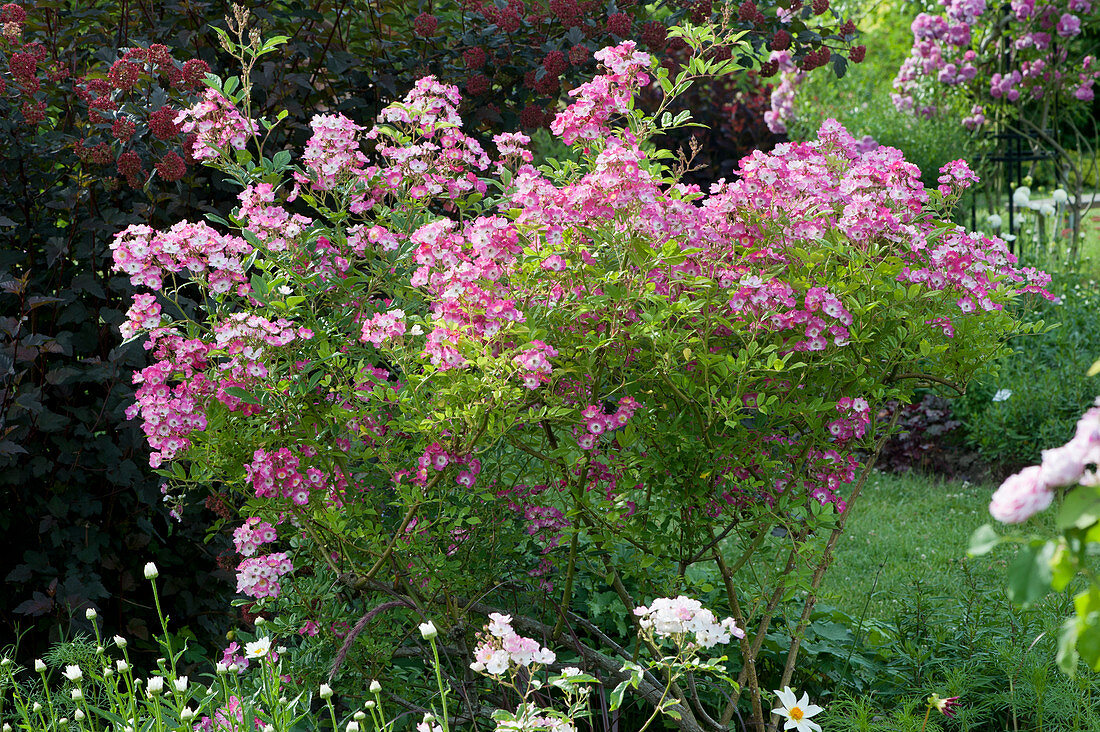 Flowering shrub rose 'Mozart'
