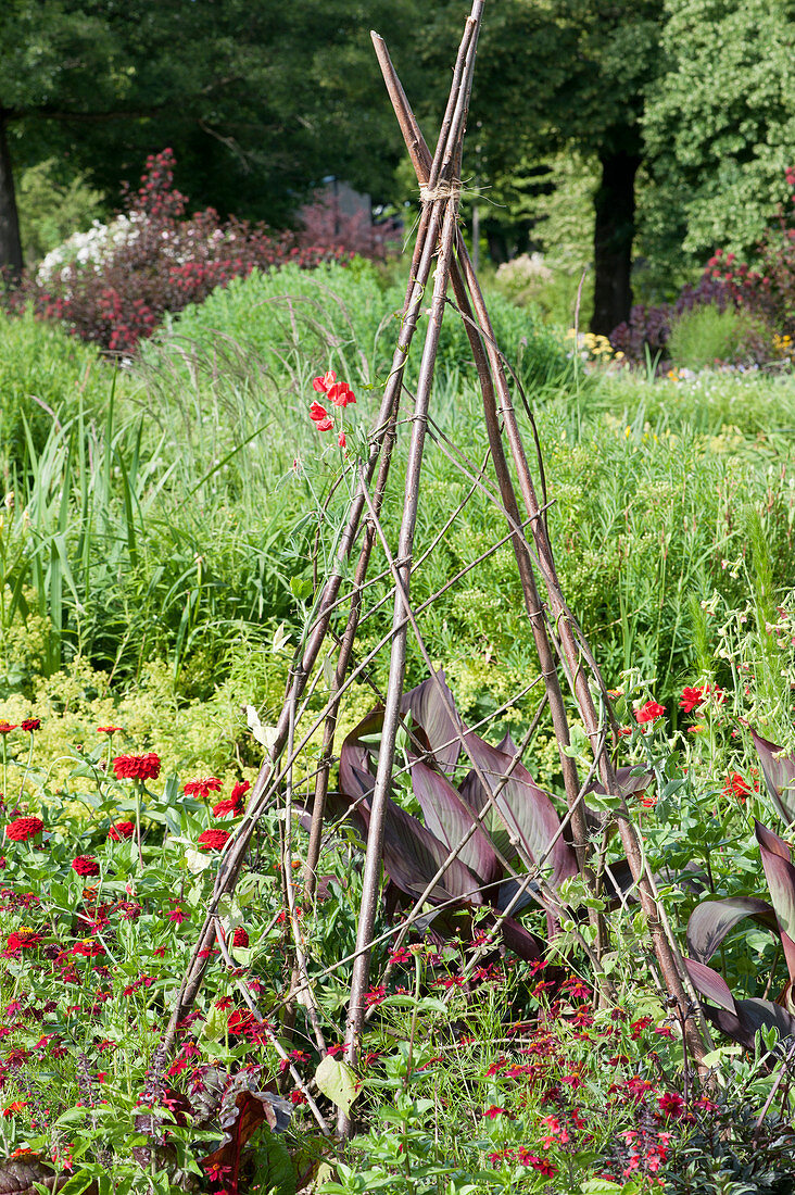 DIY wigwam hazel rods for sweet peas and Spanish flag in bed of red-flowering plants