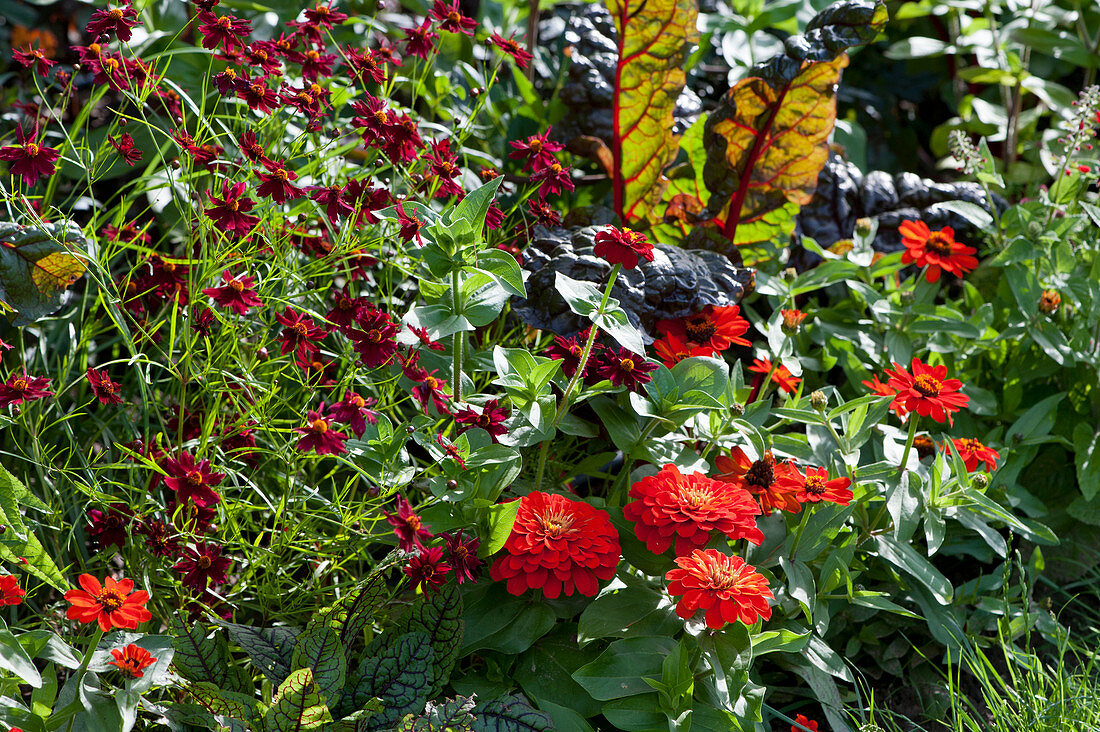 Bed of red-flowering plants with zinnias, calliopsis 'Maroon', blood sorrel and Swiss chard 'Bright Lights' with red leaves