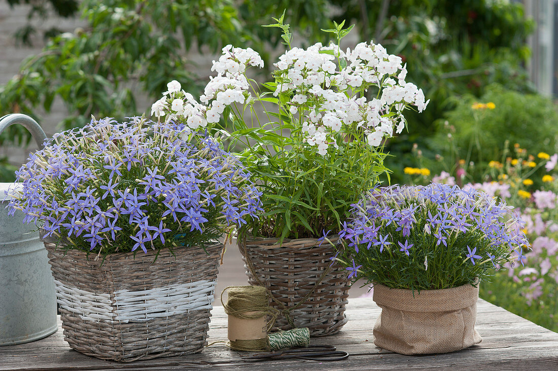 Blue star flower and white phlox planted in baskets